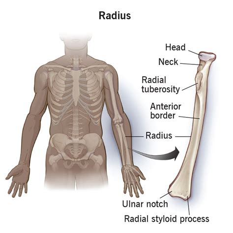 Radius (Bone): Anatomy, Location & Function