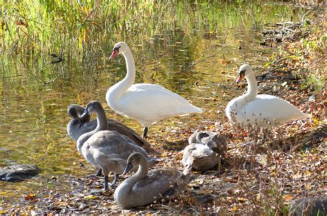 Royalty Free Cygnet Pictures, Images and Stock Photos - iStock