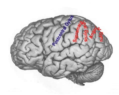 Parietal Lobe