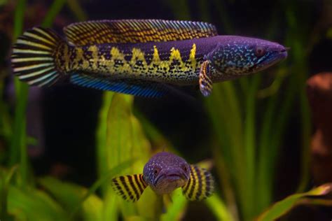 Channa aurantimaculata Wild "Golden snakehead"