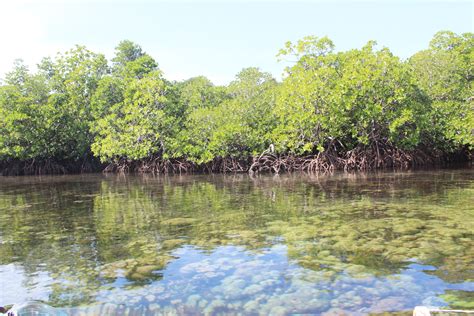 Mangrove Protection - Southern Leyte Times