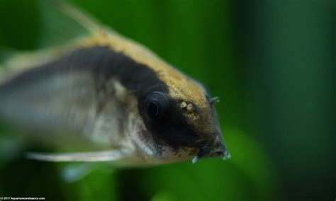 Cory Catfish: Care, Diet, Size, Tankmates & Lifespan - Video