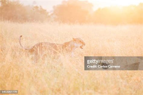 91 Lion Showing Teeth Stock Photos, High-Res Pictures, and Images - Getty Images