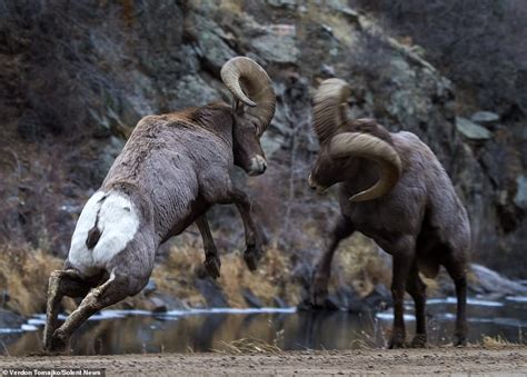 Battle of the Bighorn: Rams lock horns in a grueling six hour fight for the affections of a ...