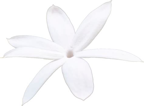 Download A White Flower On A Black Background [100% Free] - FastPNG