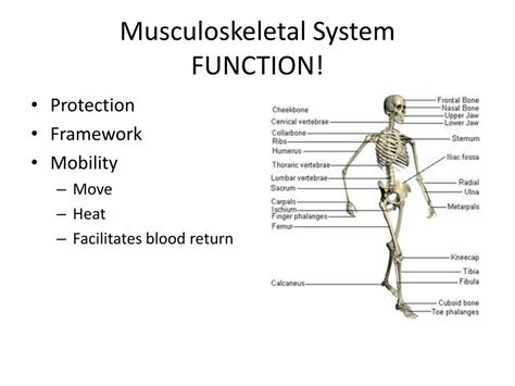 PPT - Musculoskeletal System PowerPoint Presentation, free download ...