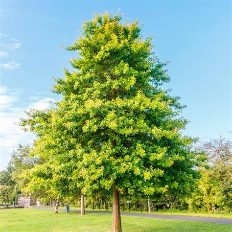 10 Fast-Growing Trees to Fill Out Your Landscape | Family Handyman