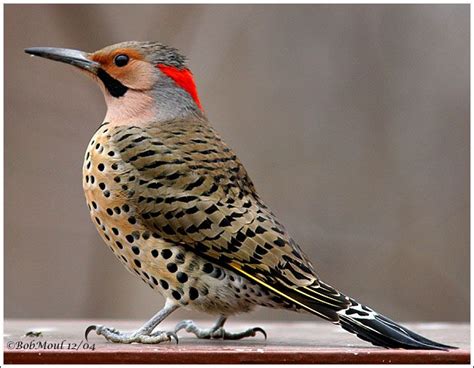 Northern Flicker Habitat | Northern (Common) Flicker - Male | Spechte ...