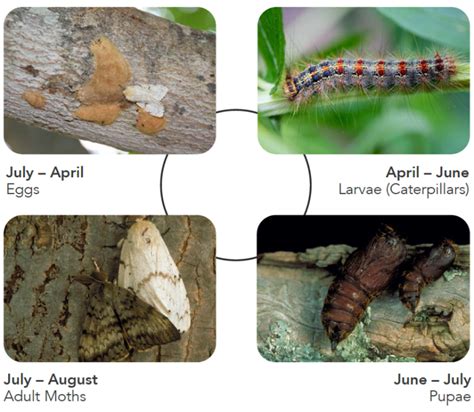 The Very Hungry (LDD Moth) Caterpillar | State of the Bay