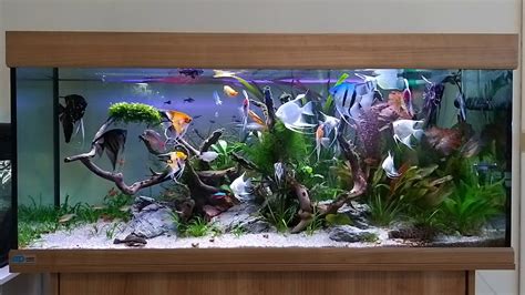 Angelfish tank | tropical aquarium | freshwater tank - YouTube
