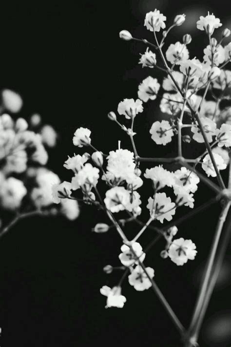 Pin on Aesthetic | Black and white aesthetic, White aesthetic, Black and white flowers