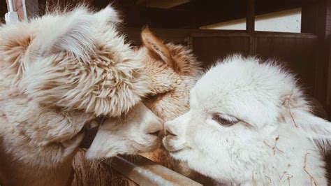 Fun Facts About Baby Alpacas (Cria) – Saving The Survivors