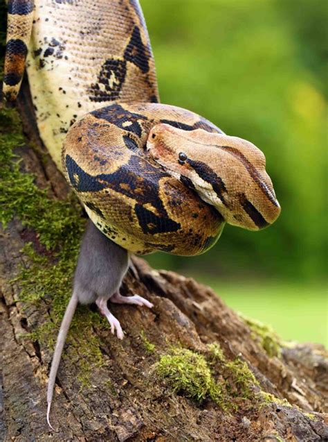 12 Striking Amazon Rainforest Snakes • I Heart Brazil