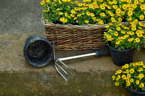 Free Images : grass, branch, plant, wood, leaf, flower, spring, green, basket, still life, seeds ...