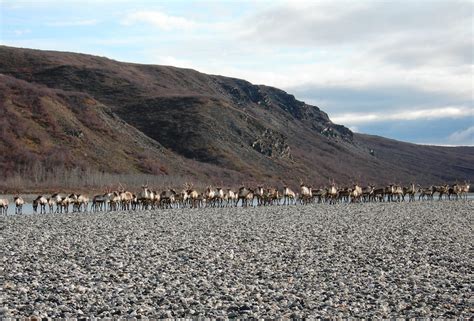 Western Arctic Caribou Herd Population Drops Again