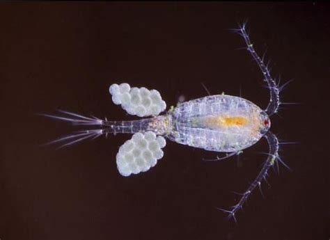 Copepoda | Microscopic photography, Nature inspiration, Macro and micro