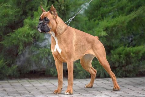 Boxer Ear Cropping: Should You Crop Your Boxer’s Ears?