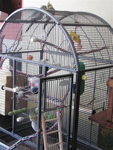 30+ Bird Cage Set Up Ideas – HomeDecorish