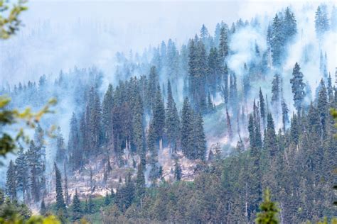 How Does Wildfire Smoke Affect Your Allergies and Asthma? - Molekule Blog