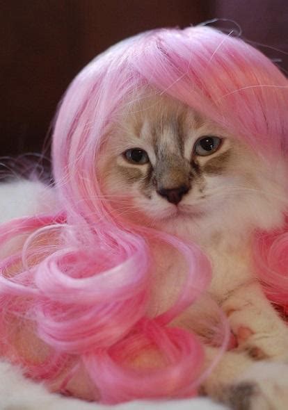 Top 10 Funny Images Of Cats Wearing Wigs