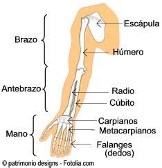 Cuáles son las extremidades del cuerpo humano