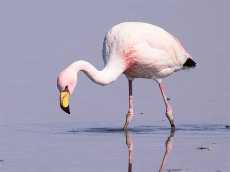 James's Flamingo - eBird