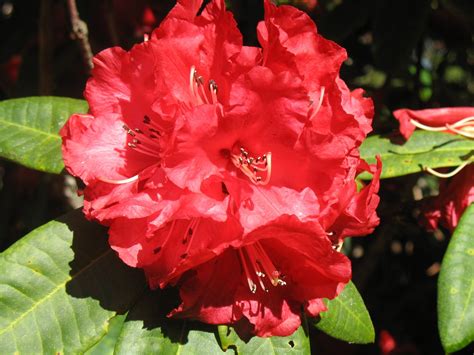 Beautiful Red Rhododendron | Flowers, Plants, Garden