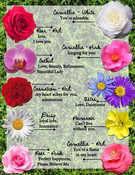 Meanings of Flowers | Flower meanings, Language of flowers, Rose color meanings