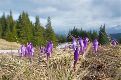 Premium Photo | Spring flowers in mountains