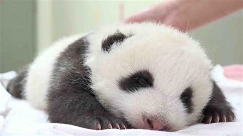 Taipei Zoo's baby panda opens eyes for first time - CGTN