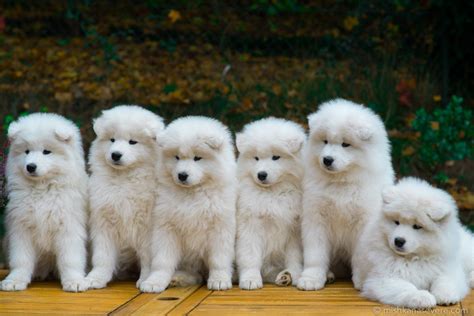 Samoyeds kennel Mishka na Severe - Samoyed puppies