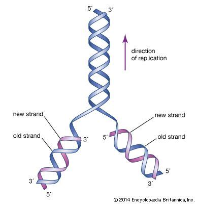 James Watson | Biography, Nobel Prize, Discovery, & Facts | Britannica.com