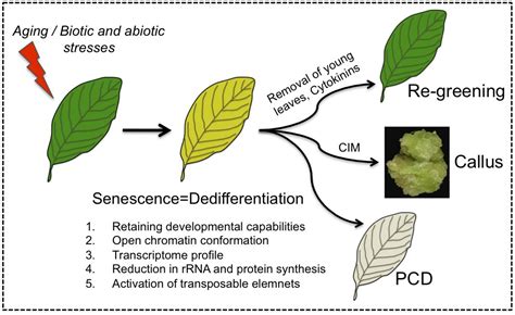 Plants | Free Full-Text | Senescence Meets Dedifferentiation