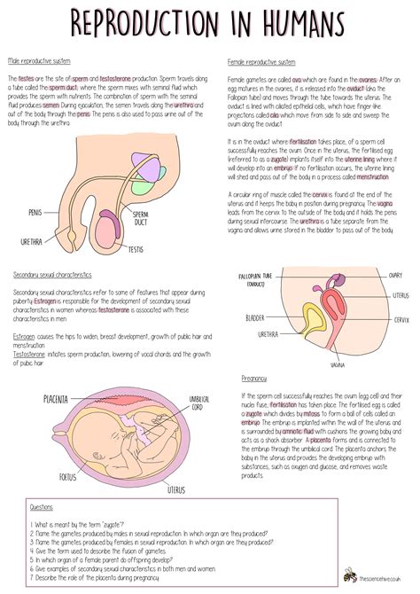 Reproduction In Humans