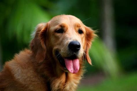 150 Popular Female Golden Retriever Names - PetPress