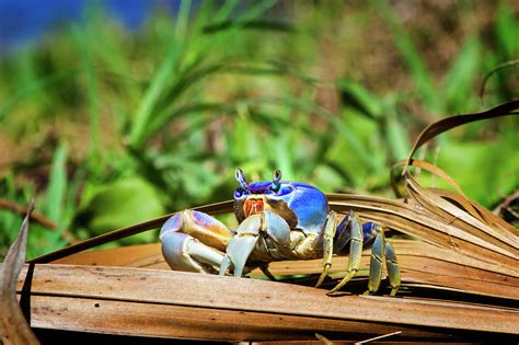 Florida Blue Land Crab Photograph by Mark Andrew Thomas - Fine Art America