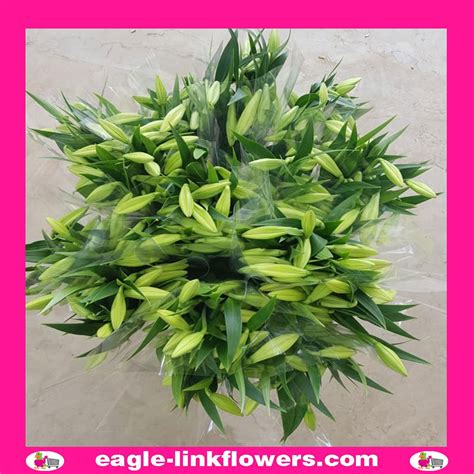 Lilies Longiflorum - Eagle-Link Flowers