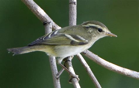 095 - Yellow-browed Warbler photo - Carl-Johan Svensson photos at pbase.com