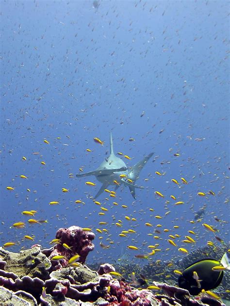 Jarvis Island - WorldAtlas