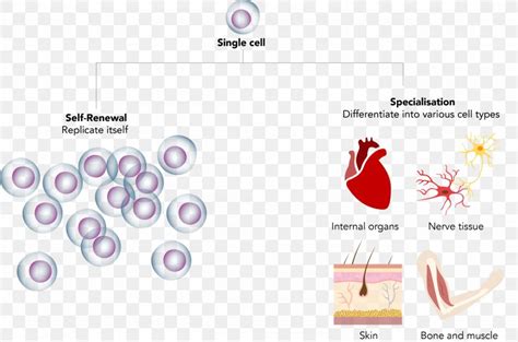 Stem Cell Regeneration Umbilical Cord Tissue, PNG, 2757x1823px, Stem ...