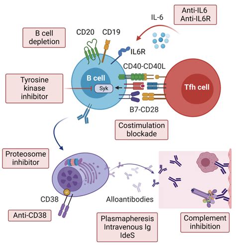 Antibody-mediated rejection: prevention, monitoring and treatment ...