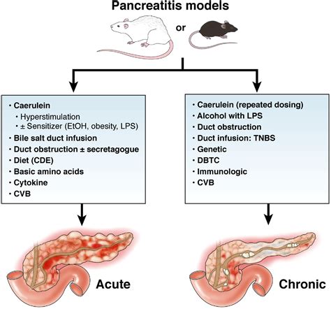 Models of Acute and Chronic Pancreatitis - Gastroenterology