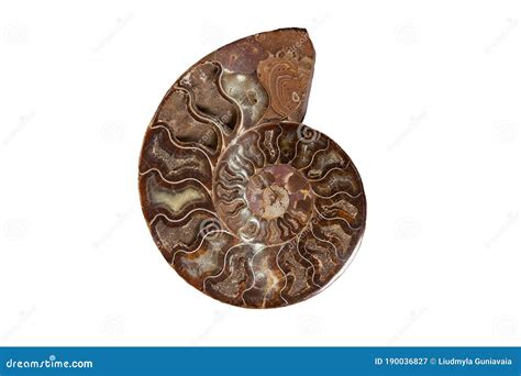 Ammonite - Ancient Mollusk Fossils Isolated on White Stock Image - Image of isolated, ammonite ...