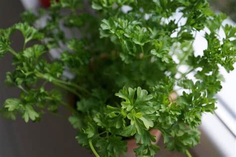 Fresh Parsley Vs. Dried - How Do They Compare?