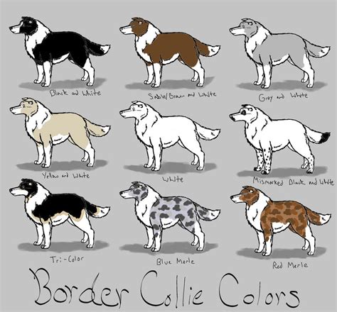 Border Collie Colors Ref by AzulaMoonWolf on DeviantArt