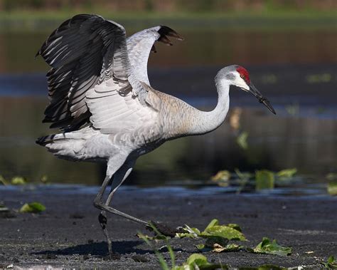 Dancing Crane Photograph by Erin Tucker