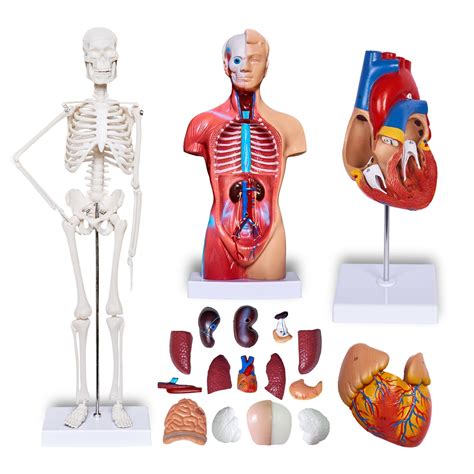 Buy breesky Human Heart Torso and Skeleton Model 3D Model Study Tools ...