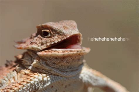 Hehe Hehehe GIF - Hehe Hehehe Lizard - Discover & Share GIFs