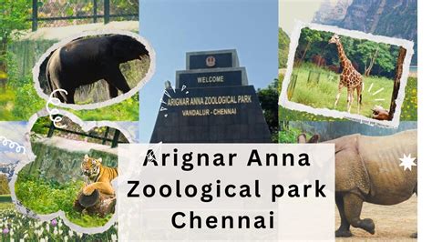 Arignar Anna Zoological park Chennai||best place for summer holidays #summerholidays #zoo # ...