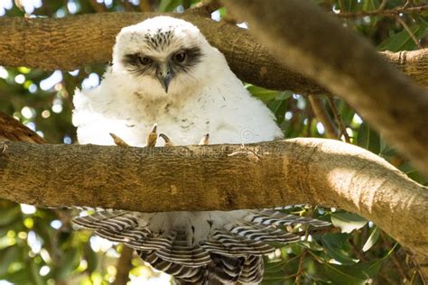 Powerful Owl in Australia stock image. Image of ornithology - 157870783